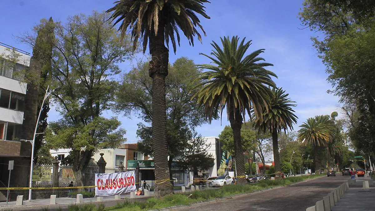 Tala depalemar amarillo letal ayuntamiento de puebla